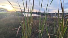 Eastern Cattail (Typha orientalis)