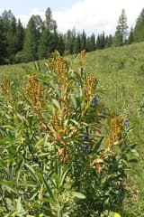 Sibiraea (Sibiraea)