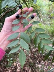 Curry Leaf (Bergera koenigii)