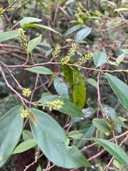 Japanese Antidesma (Antidesma japonicum)