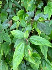Pedunculate stinging nettle (Oreocnide pedunculata)