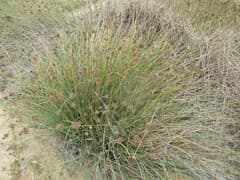 African Bulrush (Afroscirpoides)