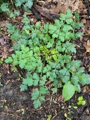 Fool's Parsley (Aethusa cynapium)