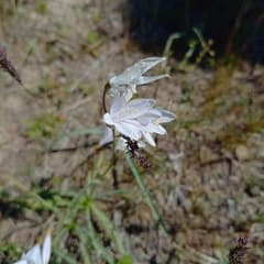 Tartarian Lily (Ixiolirion)