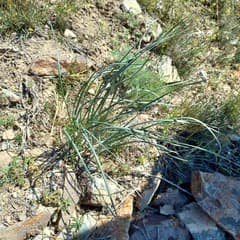 Rock Onion (Allium petraeum)