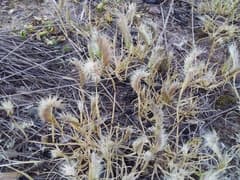 Simple Grama (Bouteloua simplex)