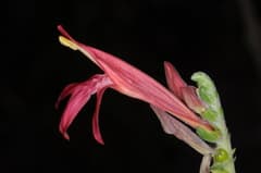Shrimp Plant (Beloperone)