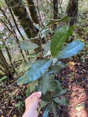 Natal Climbing Tree (Acridocarpus natalitius)