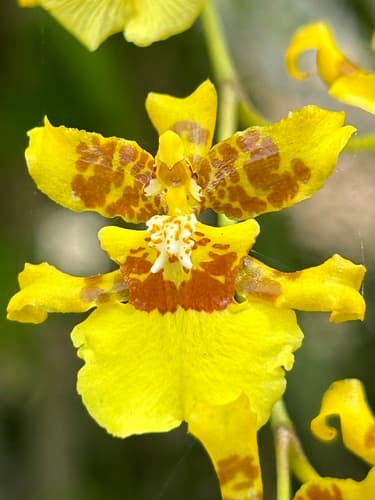 Dancing Lady Orchid (Oncidium sphacelatum)