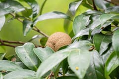 Crapnell's camellia (Camellia crapnelliana)
