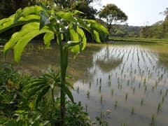 Japanese Cobra Lily (Arisaema heterophyllum)
