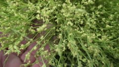 Adenoclinium (Adenocline)