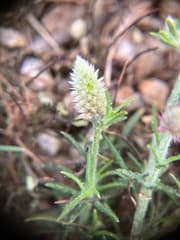Monsonia trichuriella (Trichuriella monsoniae)