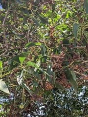 Hickory (Acacia mangium)