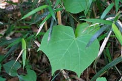 Japanese Alang-Alang (Alangium platanifolium)