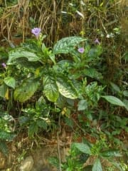 Brazilian Red Cloak (Baphicacanthus)