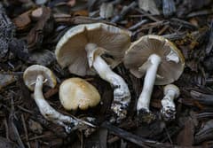 Spring Agrocybe (Agrocybe praecox)