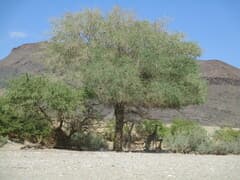 Apple-leaf (Acacia albida)