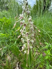 Green-veined Orchid (Loroglossum)