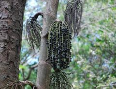 Toddy Palm (Caryota urens)