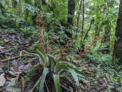 Cipuropsis microphylla (Cipuropsis)