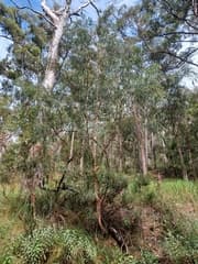 Court's wattle (Acacia courtii)