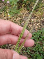 Brome Fescue (Festuca bromoides)