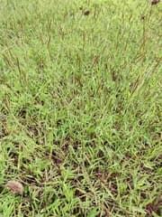 Ribbon Plant (Polytrias)
