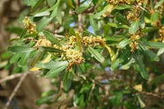 Argan (Argania)