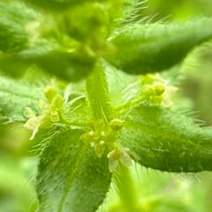 Pedmont Bedstraw (Galium pedemontanum)