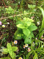 Apple Mint (Mentha rotundifolia)