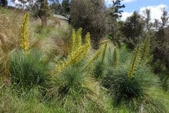 Blue Speargrass (Aciphylla glaucescens)