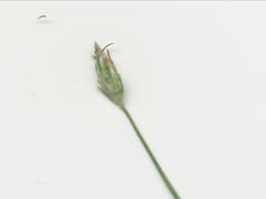 One-spike Abildgaardia (Abildgaardia monostachya)