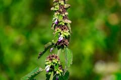 Indian Anisomeles (Anisomeles indica)