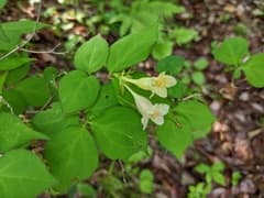 Japanese Abelia (Abelia spathulata)