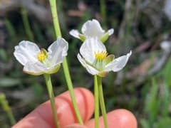 African arrowhead (Butomopsis)