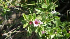 Dwarf Sour Cherry (Cerasus erythrocarpa)