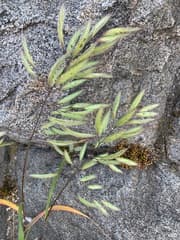 Lanceolate Brome (Bromus lanceolatus)