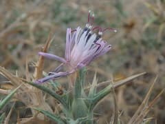 Safflower (Carthamus)