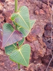 Prayer Plant (Barjonia)