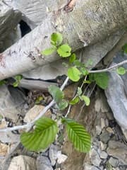 Siberian Alder (Alnus barbata)