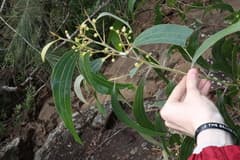 Yellow Wattle (Acacia flavescens)