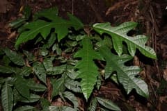 Copious Fig (Ficus copiosa)