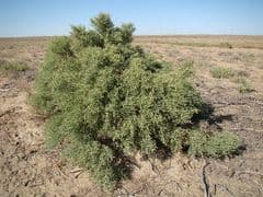 Sea Lavender (Halostachys belangeriana)