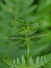 False Beech Fern (Pseudophegopteris)