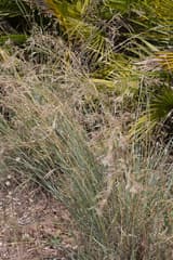 Kangaroo Grass (Anthistiria)