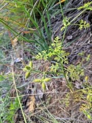 Small Bur Parsley (Caucalis daucoides)