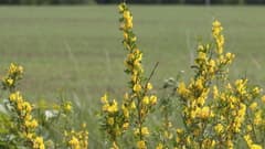 Ruthenian Broom (Chamaecytisus ruthenicus)