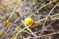 Acacia carens (Acacia carens)