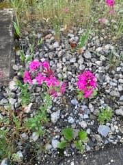 Catchfly (Atocion)